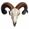 Decoration Rams Skull Medium 1 Decoration Rams Skull Medium -Figures Shop 88048 1