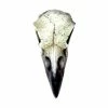 Decoration ALCHEMY GOTHIC - Small Raven Skull -Figures Shop reliquary raven skull