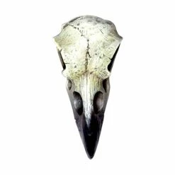Decoration ALCHEMY GOTHIC - Small Raven Skull