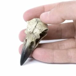 Decoration ALCHEMY GOTHIC - Small Raven Skull -Figures Shop reliquary raven skulldw